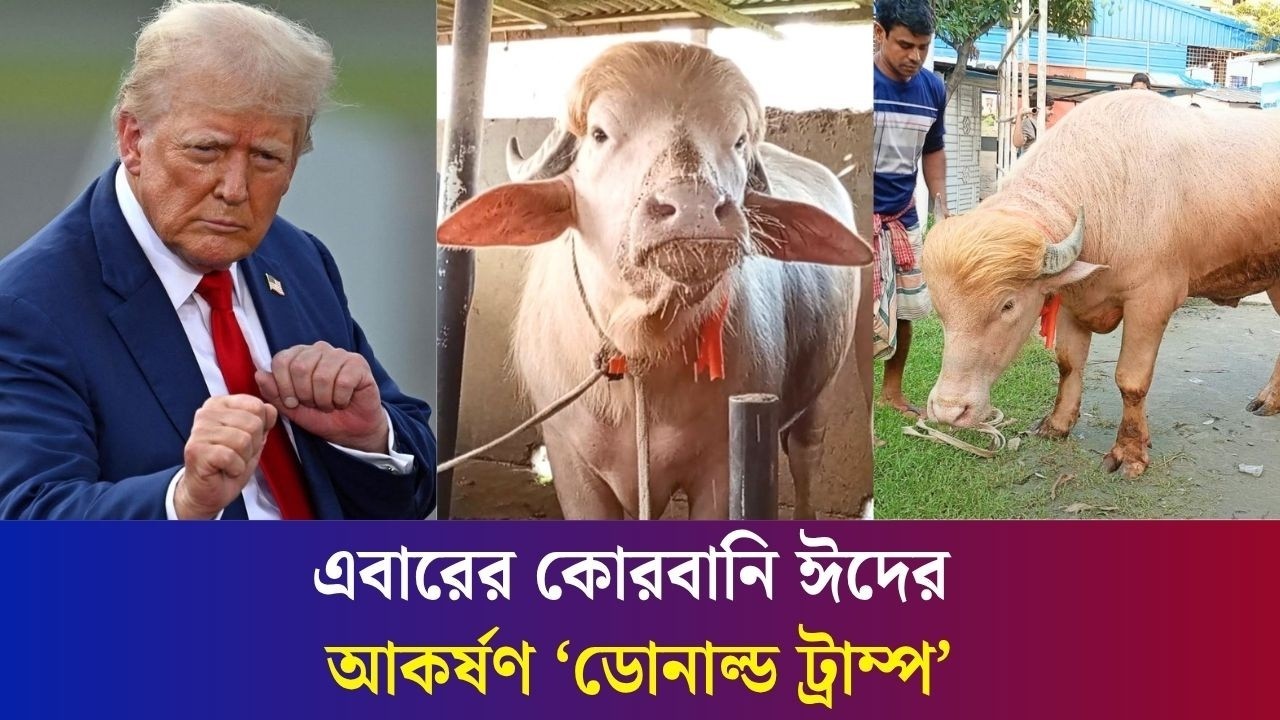 কেন মহিষের নাম রাখলেন ডোনাল্ড ট্রাম্প?